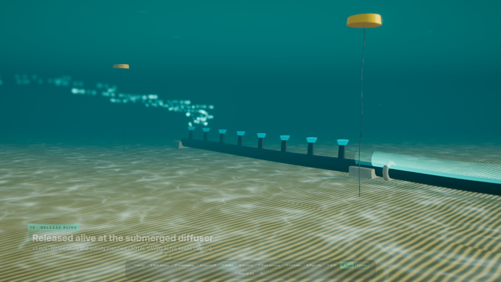 Jellyfish released alive at the submerged diffuser